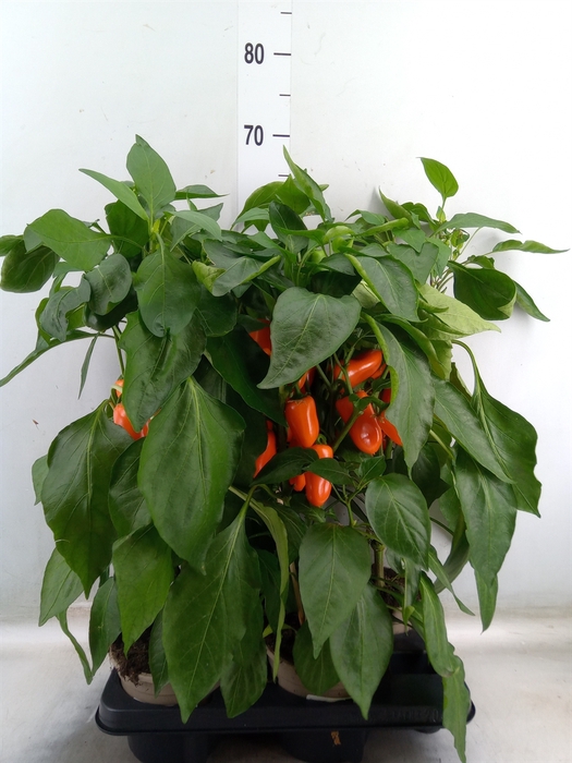 <h4>Capsicum annuum   ...paprika</h4>