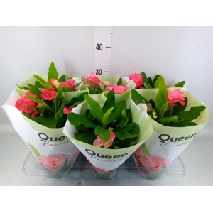 Euphorbia milii 'Charlotte'