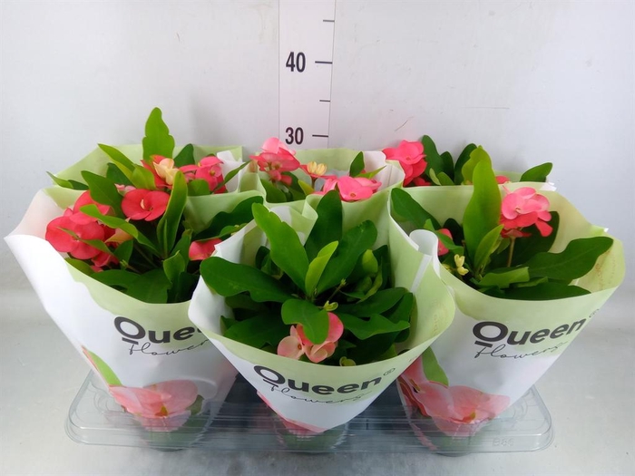 <h4>Euphorbia milii 'Charlotte'</h4>