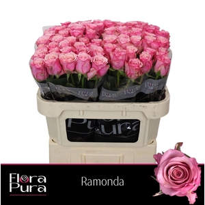 R GR RAMONDA