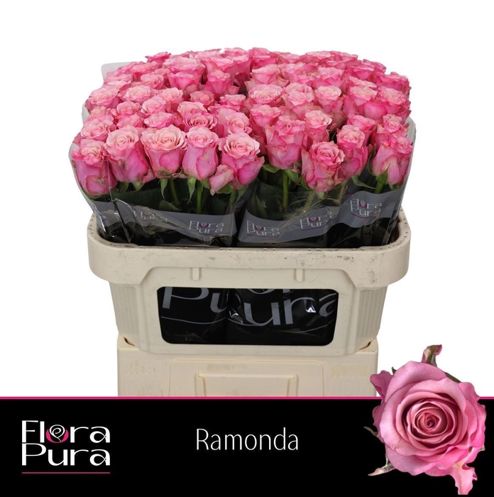 <h4>R GR RAMONDA</h4>