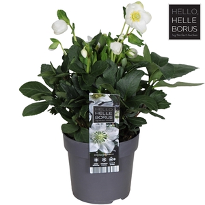 Helleborus niger 'Christmas Carol Early' XL P14