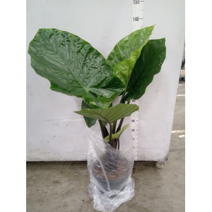Alocasia   ...