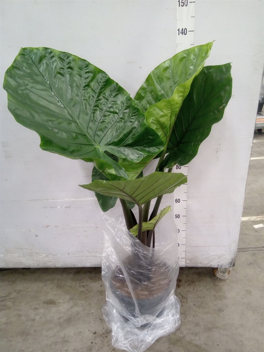 <h4>Alocasia   ...</h4>