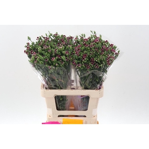 Di Raffin Petit Faye