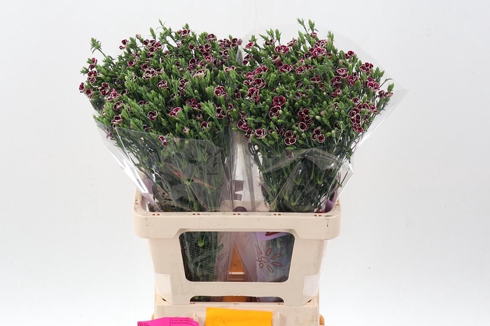 <h4>Di Raffin Petit Faye</h4>