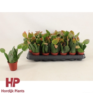 Rhipsalis pachyptera 'forma Rubra' 5,5cm