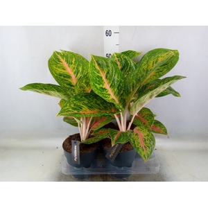 Aglaonema   ...