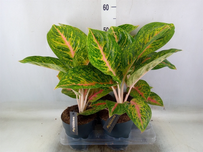 <h4>Aglaonema   ...</h4>