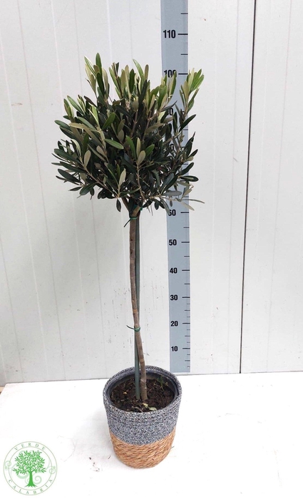 <h4>OLEA EUROPAEA</h4>