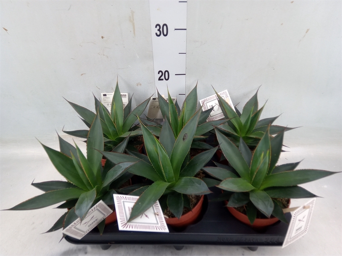 <h4>Agave  'Shaka Zulu'</h4>