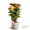 CODIAEUM VARIEGATUM P 20 ICETON BASKET