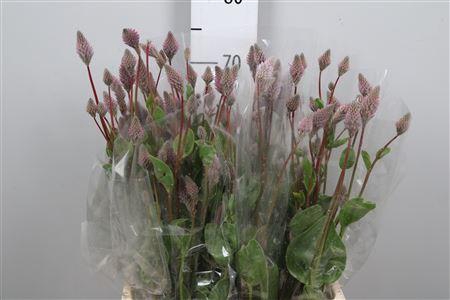 <h4>Ptilotus Ex Matilda</h4>