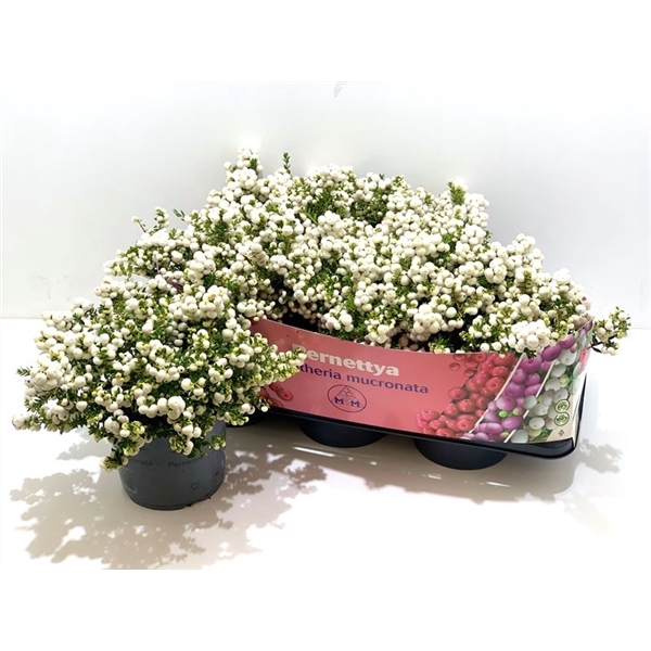 <h4>Gaultheria mucronata Wit</h4>