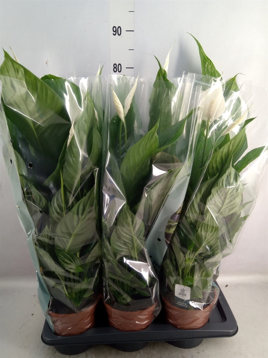 Spathiphyllum  'Vivaldi'