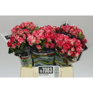 Rosa Tr Fireworks
