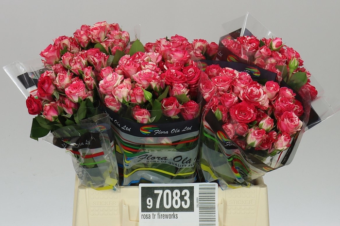 <h4>Rosa Tr Fireworks</h4>