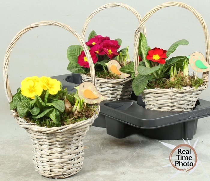 <h4>ARR TUINPLANTEN</h4>