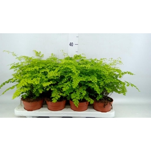 Adiantum raddi. 'Fragrans'