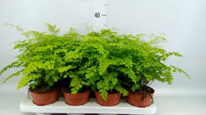 <h4>Adiantum raddi. 'Fragrans'</h4>