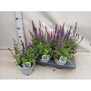 SALVIA NE OSTFRIESL
