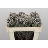 Kaaps Groen Silver Brunia