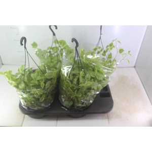 PEPEROMIA SCANDENS C21