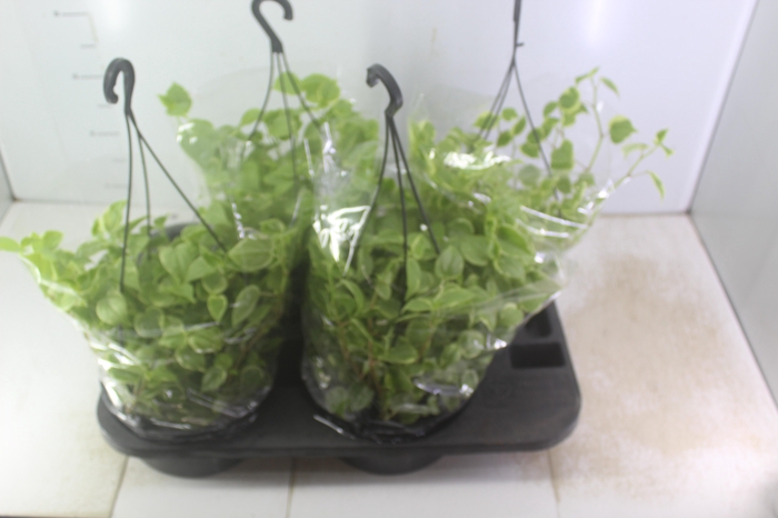 <h4>PEPEROMIA SCANDENS C21</h4>