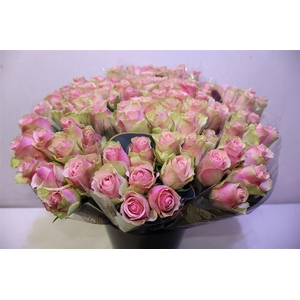 R Gr Belle Rose X10