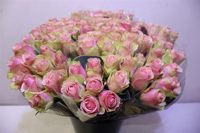 <h4>R Gr Belle Rose X10</h4>
