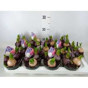 Hyacinthus orie.   ...