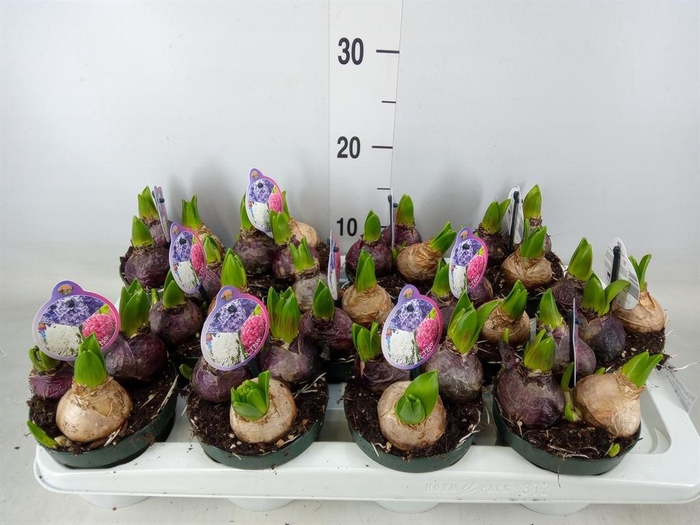 <h4>Hyacinthus orie.   ...</h4>