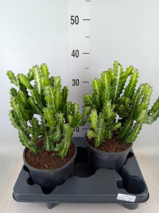 <h4>Euphorbia lactea</h4>