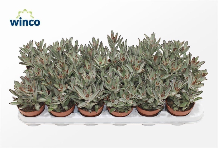 <h4>Kalanchoe Tomentosa Nigra</h4>