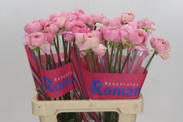 Ranunculus Romance Maritime