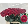 Dahlia Red Fox