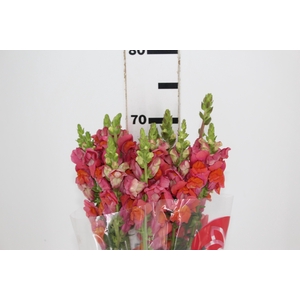 BOCA DE LEAO 070 CM LARANJA