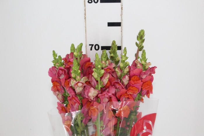 <h4>BOCA DE LEAO 070 CM LARANJA</h4>