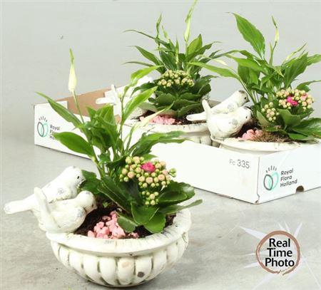 <h4>Arr Kamerpl</h4>