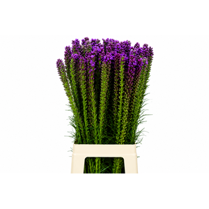 Liatris Spicata