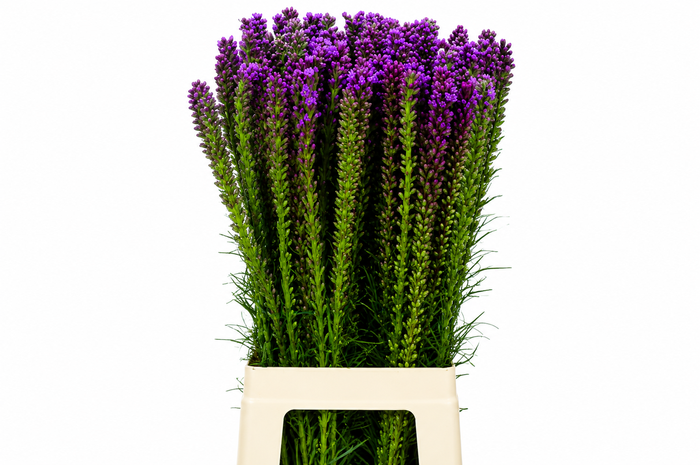 <h4>Liatris Spicata</h4>