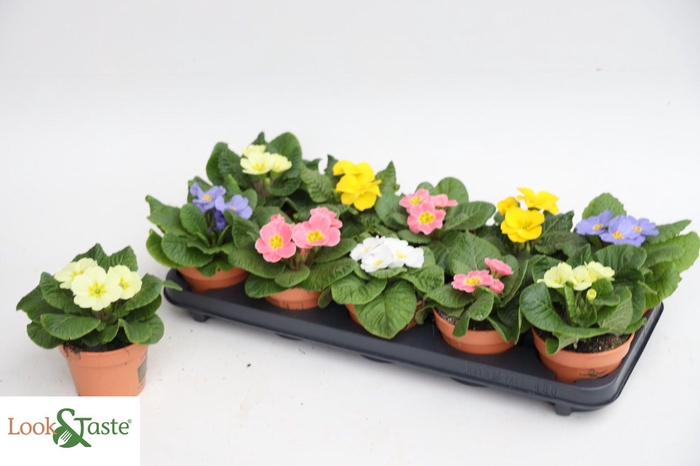 <h4>PRIM AC OVERIG</h4>