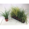 Carex mix