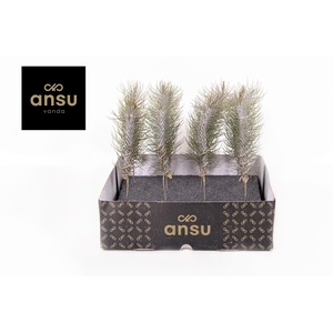 Tillandsia Funckiana Crazy Love