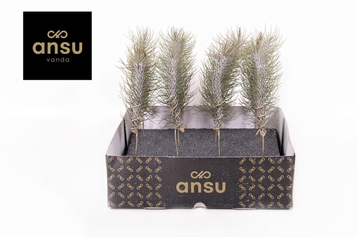 <h4>Tillandsia Funckiana Crazy Love</h4>