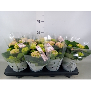 Hydrangea mac. 'Magical Revolution'