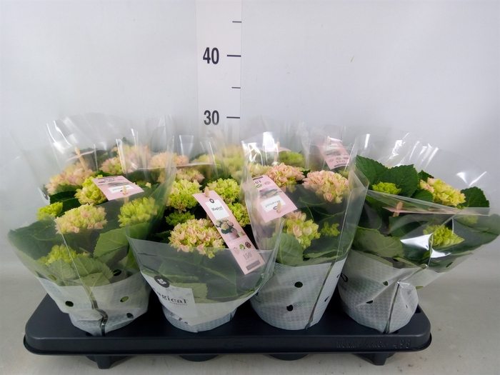 <h4>Hydrangea mac. 'Magical Revolution'</h4>