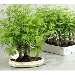 BONSAI OV