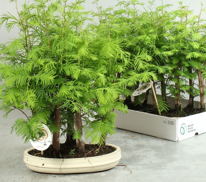 <h4>BONSAI OV</h4>
