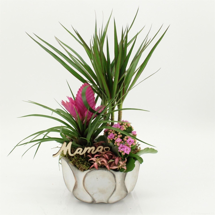 <h4>Arr.   Kamerplant Bloei H%</h4>